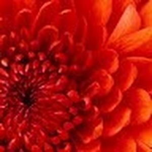 Meet your Posher, Joy